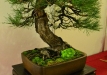Christian Przybylsky, Vokietija, Juodoji pušis 'Austriaca' (Pinus nigra 'Austriaca'), Indas - Bryan Albright