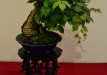 Christian Przybylski, Vokietija, Triskiautis vinvytis (Parthenocissus tricuspidata), Indas - Erwin Grzesinski