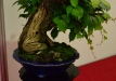 Christian Przybylski, Vokietija, Triskiautis vinvytis (Parthenocissus tricuspidata), Indas - Erwin Grzesinski