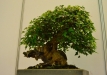 Triskiautis klevas (Acer burgerianum)