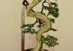 Christian Przybylski, Vokietija, Paprastasis kadagys (Juniperus communis), Indas - Peter Krebs