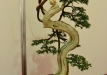 Christian Przybylski, Vokietija, Paprastasis kadagys (Juniperus communis), Indas - Peter Krebs