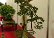 Christian Przybylski, Vokietija, Paprastasis kadagys (Juniperus communis), Indas - Peter Krebs