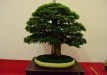 Christian Schulz, Vokietija, Kininė guoba (Ulmus parvifolia), Indas - Tokoname