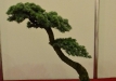 Atlaso kedras 'Glauca' (Cedrus atlantica 'Glauca')
