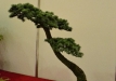 Atlaso kedras 'Glauca' (Cedrus atlantica 'Glauca')