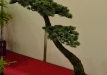 Atlaso kedras 'Glauca' (Cedrus atlantica 'Glauca')