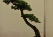 Atlaso kedras 'Glauca' (Cedrus atlantica 'Glauca')
