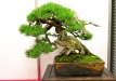 Enzo Ferrari, Šveicarija, Kalninė pušis (Pinus mugo), Indas - Dan Barton