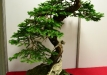 Nicola Crivelli, Šveicarija, Paprastoji eglė (Picea abies), Indas - Cantú, Italija