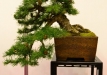 Kęstutis Ptakauskas, Lietuva, Europinis maumedis (Larix decidua), Indas - Kinija