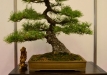 Kęstutis Ptakauskas, Lietuva, Japoninė juodoji pušis (Pinus thunbergii), Indas - Korėja