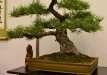 Kęstutis Ptakauskas, Lietuva, Japoninė juodoji pušis (Pinus thunbergii), Indas - Korėja