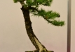 Kęstutis Ptakauskas, Lietuva, Europinis maumedis (Larix decidua), Indas - Klika&Kuratková