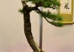 Kęstutis Ptakauskas, Lietuva, Europinis maumedis (Larix decidua), Indas - Klika&Kuratková