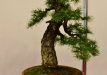 Kęstutis Ptakauskas, Lietuva, Europinis maumedis (Larix decidua)