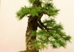 Kęstutis Ptakauskas, Lietuva, Europinis maumedis (Larix decidua)