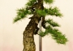 Kęstutis Ptakauskas, Lietuva, Europinis maumedis (Larix decidua)