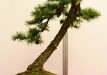 Kęstutis Ptakauskas, Lietuva, Europinis maumedis (Larix decidua), Indas - Tokoname