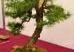 Kęstutis Ptakauskas, Lietuva, Europinis maumedis (Larix decidua), Indas - Tokoname