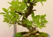 Leonardas Meklonis, Lietuva, Miškinė obelis (Malus sylvestris)