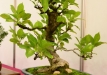 Leonardas Meklonis, Lietuva, Miškinė obelis (Malus sylvestris)