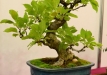 Leonardas Meklonis, Lietuva, Miškinė obelis (Malus sylvestris)