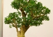 Detlef Mostler, Austrija, Europinis buksmedis (Buxus sempervirens), Indas - Kinija