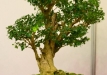 Detlef Mostler, Austrija, Europinis buksmedis (Buxus sempervirens), Indas - Kinija