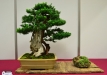 Klaus Kulterer, Austrija, Europinis kukmedis (Taxus baccata), Indas - Kinija