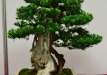 Klaus Kulterer, Austrija, Europinis kukmedis (Taxus baccata), Indas - Kinija