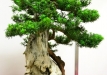 Klaus Kulterer, Austrija, Europinis kukmedis (Taxus baccata), Indas - Kinija
