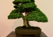 Frank Polster, Vokietija, Kininis kadagys (Juniperus chinensis)