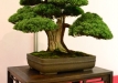 Frank Polster, Vokietija, Kininis kadagys (Juniperus chinensis)