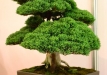 Frank Polster, Vokietija, Kininis kadagys (Juniperus chinensis)