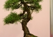 Frank Polster, Vokietija, Paprastoji pušis (Pinus sylvestris)