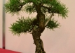 Frank Polster, Vokietija, Paprastoji pušis (Pinus sylvestris)