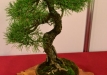 Frank Polster, Vokietija, Paprastoji pušis (Pinus sylvestris)
