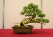 Kadagys (Juniperus sp.)