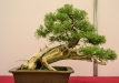 Kadagys (Juniperus sp.)