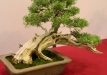 Kadagys (Juniperus sp.)