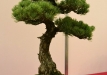 Vilma Verseckienė, Lietuva, Paprastoji pušis (Pinus sylvestris), indas - Kinija