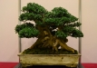 Enzo Ferrari, Šveicarija, Europinis buksmedis (Buxus sempervirens), indas - Senovės Kinija