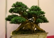 Enzo Ferrari, Šveicarija, Europinis buksmedis (Buxus sempervirens), indas - Senovės Kinija