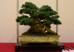 Enzo Ferrari, Šveicarija, Europinis buksmedis (Buxus sempervirens), indas - Senovės Kinija