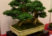 Enzo Ferrari, Šveicarija, Europinis buksmedis (Buxus sempervirens), indas - Senovės Kinija