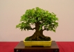Enzo Ferrari, Šveicarija, Triskiautis klevas (Acer burgerianum), indas - Tokoname