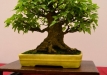 Enzo Ferrari, Šveicarija, Triskiautis klevas (Acer burgerianum), indas - Tokoname
