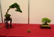 Enzo Ferrari, Šveicarija, Kininis kadagys 'Itoigawa' (Juniperus chinensis 'Itoigawa') ir Triskiautis klevas (Acer burgerianum), indai - Tokoname