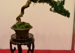 Enzo Ferrari, Šveicarija, Kininis kadagys 'Itoigawa' (Juniperus chinensis 'Itoigawa'), indas - Tokoname